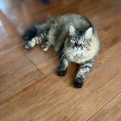 猫の里親募集です。メス、避妊済み - いすみ市
