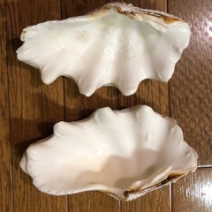 天然✨シャコガイ　二枚貝　アクアリウム　水槽ディスプレイ　飾り物　小物入れ　縁起物 の画像