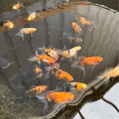 金魚 ★キャリコ土佐錦 ★ ☆1セット3匹1000円☆の画像