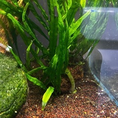 水草5種以上大量セット(熱帯魚、メダカ、金魚)水槽の画像