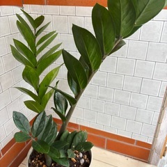 交渉中・ザミオクルカス・金銭樹・観葉植物の画像
