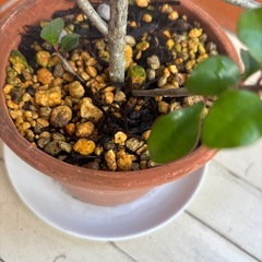 棘なし花麒麟・観葉植物の画像