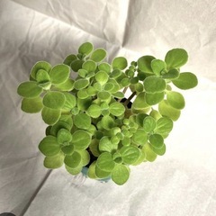 多肉植物　アロマティカスの画像