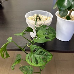 観葉植物 3鉢セット マドカズラ・ペペロミア・エバーフレッシュ系 鉢付きの画像