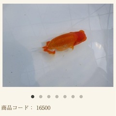 超優良系統　らんちゅう2歳魚　No1の画像