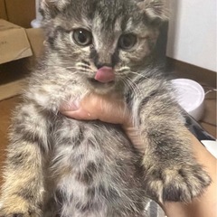 サビ猫の女の子