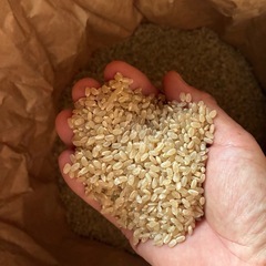 とれたて新米「にじのきらめき」30kg   ⑤