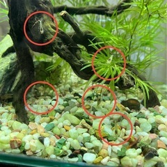 ミナミヌマエビの子供(2cm以下)10匹の画像