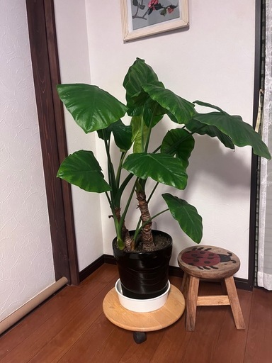 観葉植物クワズイモ (リンコ) 壬生川のその他の中古あげます・譲ります