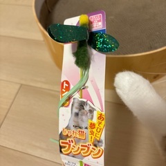 猫用爪とぎボウル&猫じゃらしの画像