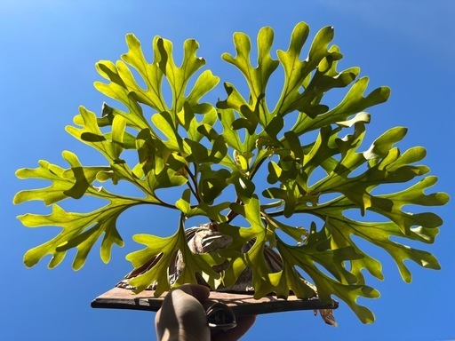 特価】P. ridleyi wild from Borneo ビカクシダ リドレイ ワイルド