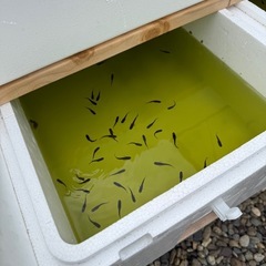 サタンイエローテール　若魚　10匹の画像