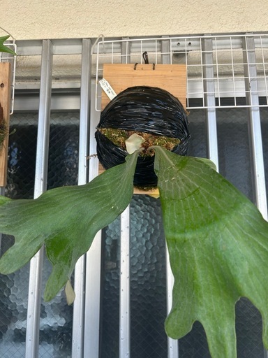 P. hillii 'Raijin'OC(②ビカクシダ、観葉植物、アロイド) (大城) 浦添