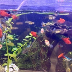 1匹80円【熱帯魚】人懐っこくて可愛いミッキープラティ 1匹80円（状態良好）の画像