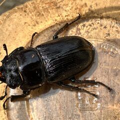 阿古谷産オオクワガタ新成虫ペアその11♂75B、♀41（配送は着払い）の画像