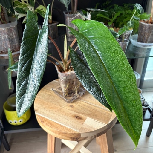 アロカシアスカルプラム観葉植物 (おがみー) 香椎神宮の家庭用品