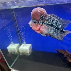 フラワーホーンの画像