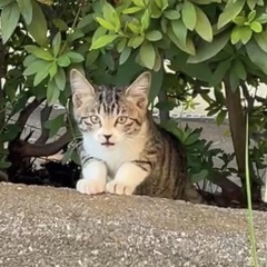 野良が産みました。ママ猫から育児放棄されている様子