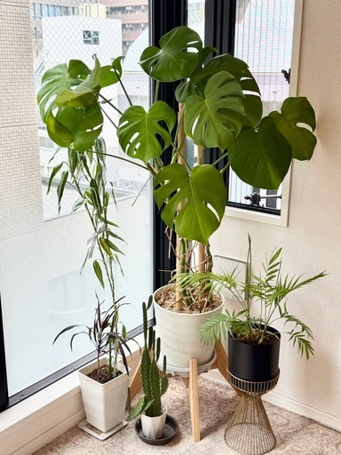 取引中】観葉植物4点セット｜大型モンステラ・ヤシ・サボテン