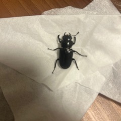 メタリフェルホソアカクワガタペア　
B品の画像