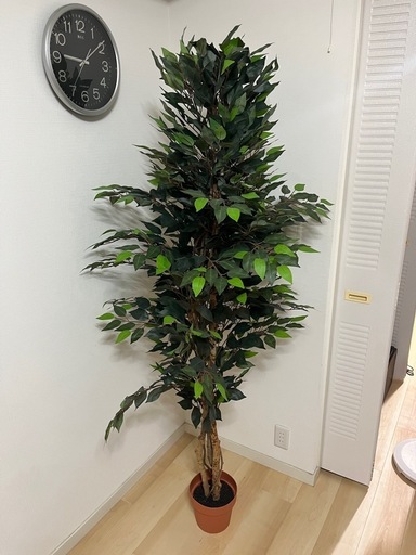 超美品】大型フェイクグリーン フィカス170cm 鉢付き 人工観葉植物