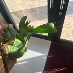 P.holttumii(ビカクシダ、観葉植物、アロイド)の画像