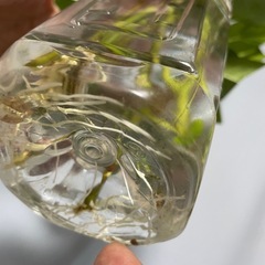 クチナシの水差しの画像