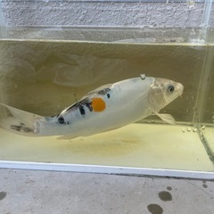 錦鯉　　　　大正三色の画像