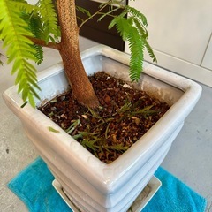 観葉植物 エバーフレッシュ 鉢付きの画像
