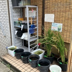 蛇墨武（ジャスミン）リモーネ3ペア1500円の画像