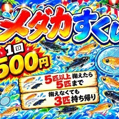 今年最後の赤字覚悟メダカ販売会をします‼️2000円以上お買い上げで引けるクジは景品or最大70%オフ割引があります‼️の画像