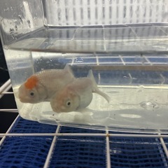 金魚 らんちゅう　2匹セットの画像