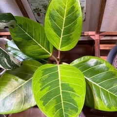 観葉植物 ゴムの木 アルテシマの画像