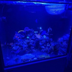 【Red Sea REEFER 170】海水魚オーバーフロー水槽セットの画像