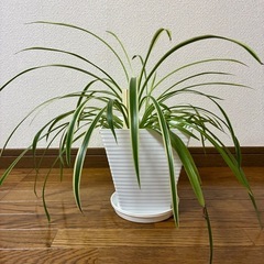 観葉植物🪴オリヅルラン