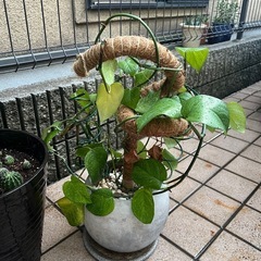 10号鉢　観葉植物　パーフェクトグリーン　サボテン　クワズイモ　セットでも可能です。の画像