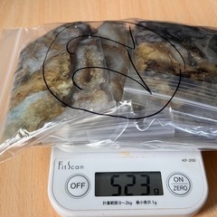 シガヤーダコ(22番)　【1匹小分け】の画像