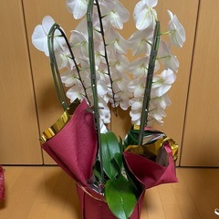 ４・胡蝶蘭 大輪の画像