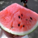 ★夏フェス♪(*^^)o∀*∀o(^^*)♪✨