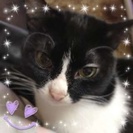 早急に探しています。2