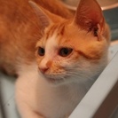茶白の可愛い子猫の里親探してます