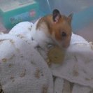 引き取ってくれませんか？