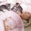 子猫5匹を助けて…!!