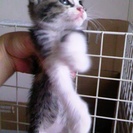 生後１ヶ月☆メスの三毛猫☆寂しがりやで人なつっこいです！