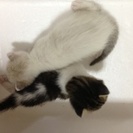 生後１ヶ月以内の子猫のの里親探してます！
