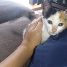 誰か猫を救ってください