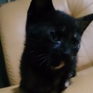 子猫をもらってくれる方はいませんか？(>_<)