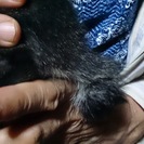 子猫をもらってくれる方(>_<)