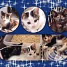 里親様決まりました！