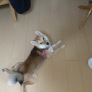 私達の代わりにかわいがって下さい。